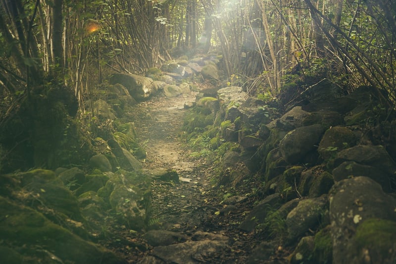 Forest path