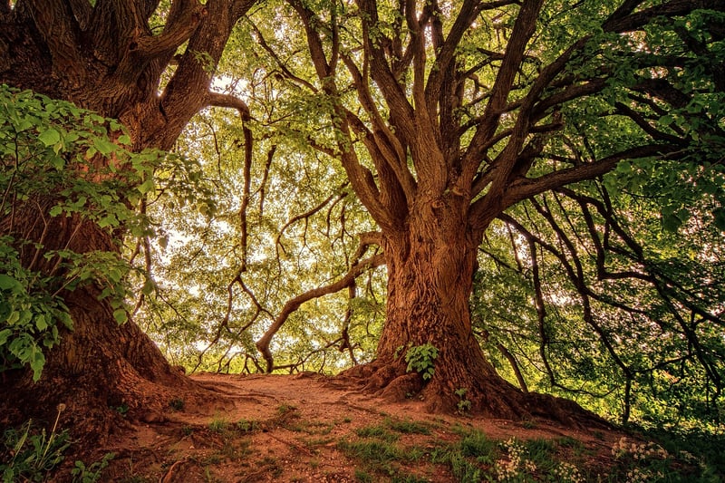 Forest Image